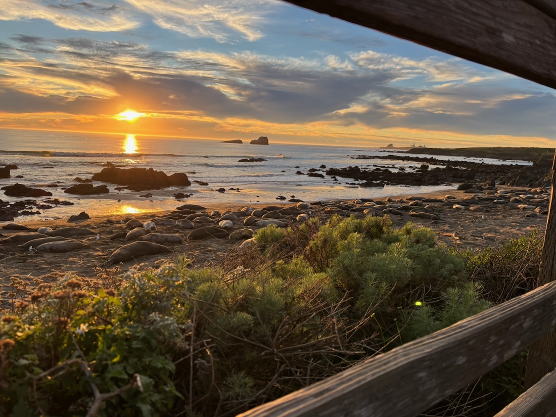 Sunset over the ocean, with elephant seals piled on the beach below a wooden fence